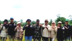 Pemkab Barut Panen Padi Varietas Inpari 9 di Lahan Seluas 100 Hektare di Desa Walur