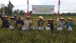 Panen Jagung dan Padi Bersama Pemda, TNI Berupaya Optimalkan Lahan Rawa di Gumas