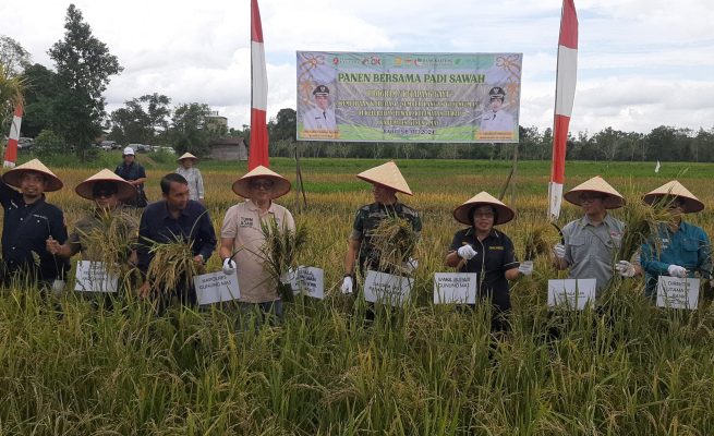 Panen Jagung dan Padi Bersama Pemda, TNI Berupaya Optimalkan Lahan Rawa di Gumas