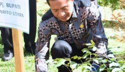 Peringati Hari Lingkungan Hidup Sedunia, Pemkab Barut Tanam 45 Pohon