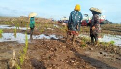 Kota Palangka Raya Dapatkan Program Cetak Sawah 10.686 Hektare untuk Ketahanan Pangan