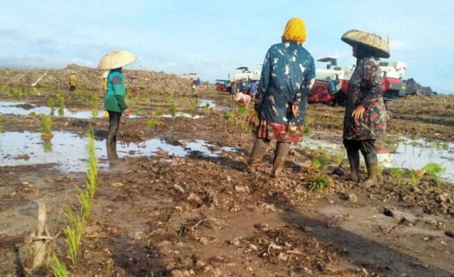 Kota Palangka Raya Dapatkan Program Cetak Sawah 10.686 Hektare untuk Ketahanan Pangan