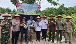 Percepat Swasembada Pangan, Disbun Kalteng Hadiri Panen Raya Jagung di Banturung