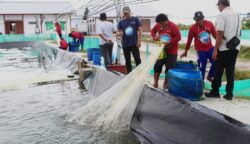 Shrimp Estate Berkah Sukamara Hasilkan 4,2 Ton Udang Vaname pada Siklus Kedua