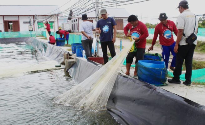 Shrimp Estate Berkah Sukamara Hasilkan 4,2 Ton Udang Vaname pada Siklus Kedua