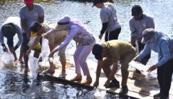 Gubernur Kalteng Tebar 38.000 Benih Ikan di Kotawaringin Barat, Dorong Penguatan Ketahanan Pangan dan Kelestarian Sumber Daya