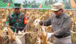 Barito Utara Panen 11.960 Ton Jagung, Pj Bupati: Bukti Komitmen Dukung Swasembada Pangan