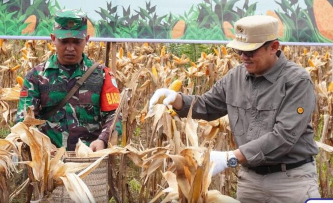 Barito Utara Panen 11.960 Ton Jagung, Pj Bupati: Bukti Komitmen Dukung Swasembada Pangan