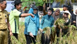 Kolaborasi Petani dan Pemko Palangka Raya Wujudkan Kemandirian Pangan Keluarga