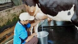 DPRD Kalteng Desak Pemerintah Siapkan Hilirisasi untuk Investasi Sapi Perah