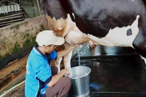 DPRD Kalteng Desak Pemerintah Siapkan Hilirisasi untuk Investasi Sapi Perah