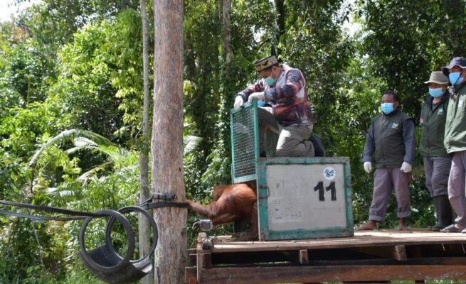Pemprov Kalteng Perkuat Kolaborasi Internasional Jaga Kelestarian Orangutan Kalimantan